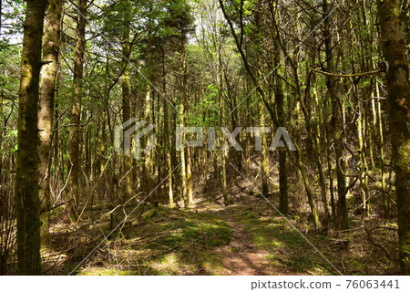 Forest of Koshikiritsuka Forest of Koshikiritsuka 76063441