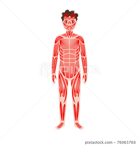 Human muscular system 76063768