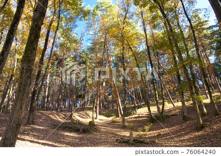 秋天顏色的霞山自然公園森林 76064240