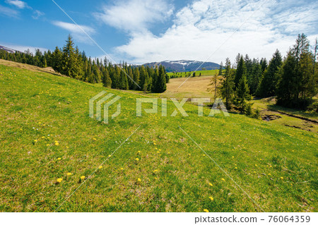 spruce trees on the grassy pasture. snow capped ridge in the distance. beautiful countryside rural landscape on a sunny day spruce trees on the grassy pasture. snow capped ridge in the distance. beautiful countryside rural landscape on a sunny day 76064359