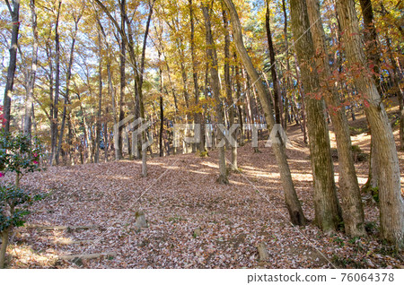 Forest of Kasumi Hill Nature Park in autumn colors 76064378