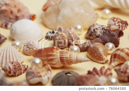 a lot of different empty sea shells on yellow background, macro details a lot of different empty sea shells on yellow background, macro details 76064380