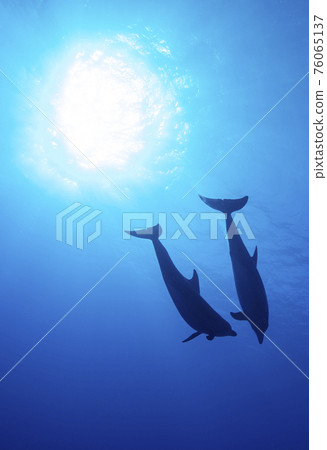 Two dolphins 76065137