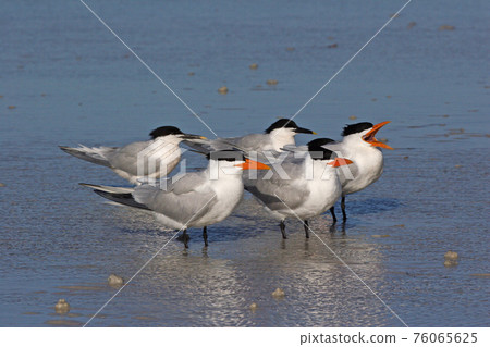 Royal and Sandwich Terns in Fort De Soto State Park, Florida. 76065625