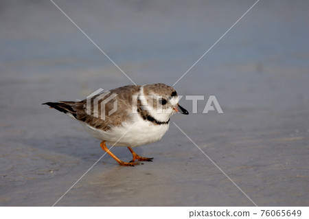 Semipalmated Plover in Fort De Soto State Park, Florida. 76065649