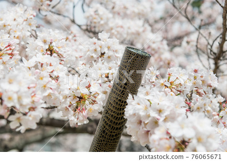 [Graduation image: A cylinder to put the cherry blossoms in full bloom and a diploma] 76065671