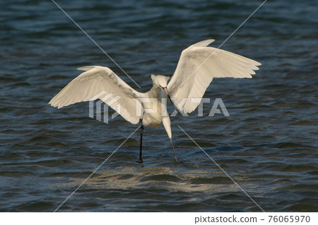 White phase Reddish Egret hunting in Fort De Soto State Park, Florida. 76065970