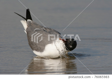 Laughing Gull in Fort De Soto State Park, Florida. 76065983