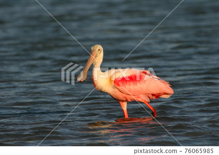 Roseate Spoonbill in Fort De Soto State Park. Roseate Spoonbill in Fort De Soto State Park. 76065985