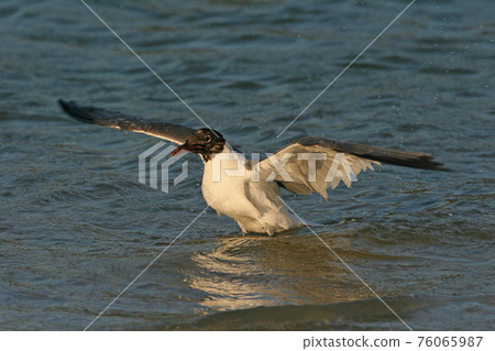 Laughing Gull in Fort De Soto State Park, Florida. 76065987