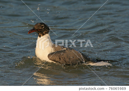 Laughing Gull in Fort De Soto State Park, Florida. Laughing Gull in Fort De Soto State Park, Florida. 76065989