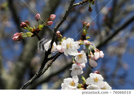 Sakura blooms 76066019