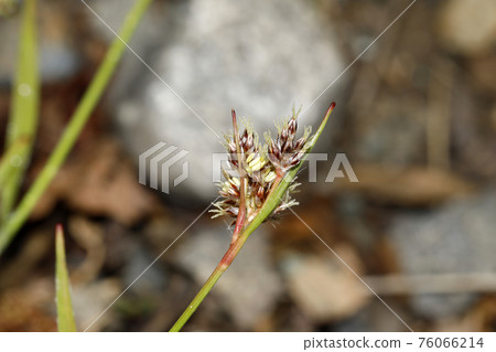 Luzula flower Luzula flower 76066214
