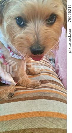Dog Dog 76066215