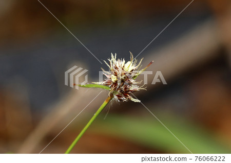 Luzula flower Luzula flower 76066222