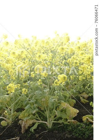 霧油菜田油菜花早春風光 霧油菜田油菜花早春風光 76066471