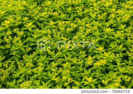 Primrose and Euphorbia adenochlora 76066729