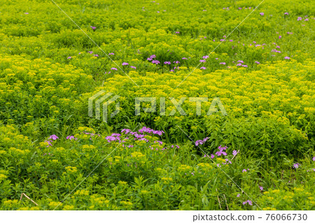 Primrose and Euphorbia adenochlora Primrose and Euphorbia adenochlora 76066730