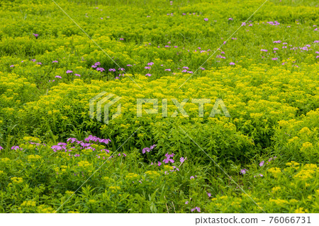 報春花和大戟 76066731