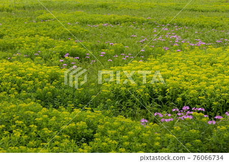 Primrose and Euphorbia adenochlora Primrose and Euphorbia adenochlora 76066734
