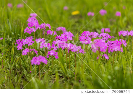 Primrose and Euphorbia adenochlora 76066744