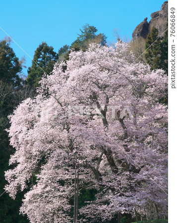 一朵櫻花-秋山的小櫻(2020) 一朵櫻花-秋山的小櫻(2020) 76066849