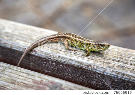 Small lizard Small lizard 76066916