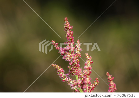 Swiva flower 76067535