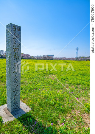 Sakuraso Park Primroses and Neuphorbia 76067606
