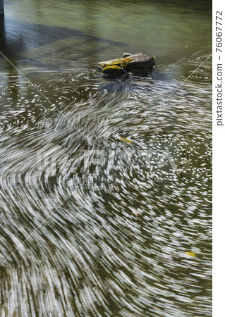 岐阜公園的花筏 76067772