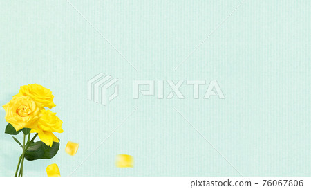 Yellow roses and blue background-there are multiple variations Yellow roses and blue background-there are multiple variations 76067806