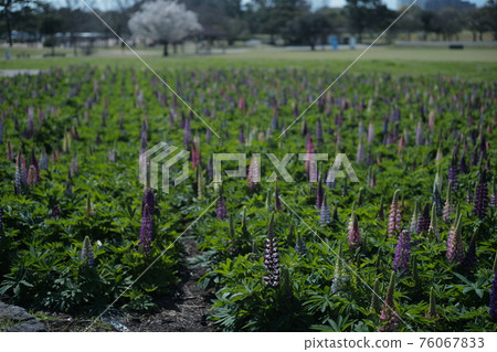 羽扇豆領域 76067833