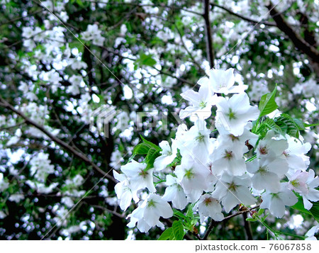 Prunus speciosa with white flowers in full bloom Prunus speciosa with white flowers in full bloom 76067858