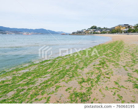 Seaweed on the sandy beach of the sea Seaweed on the sandy beach of the sea 76068195