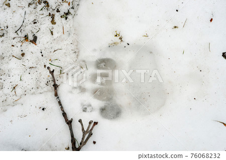 Footprints of brown bears on the snow (Shiretoko, Hokkaido) Footprints of brown bears on the snow (Shiretoko, Hokkaido) 76068232