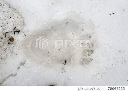 Footprints of brown bears on the snow (Shiretoko, Hokkaido) Footprints of brown bears on the snow (Shiretoko, Hokkaido) 76068233