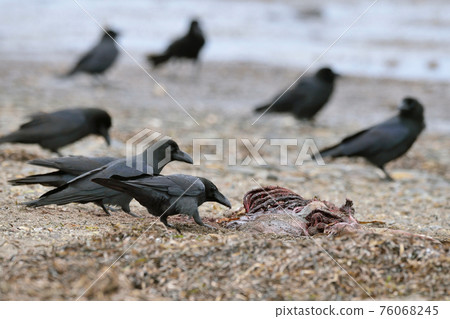 Jungle Crow Eating Seal Carcasses (Notsuke Peninsula, Hokkaido) 76068245
