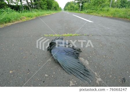 Jungle Crow Corpse (Tsurui Village, Hokkaido) Jungle Crow Corpse (Tsurui Village, Hokkaido) 76068247