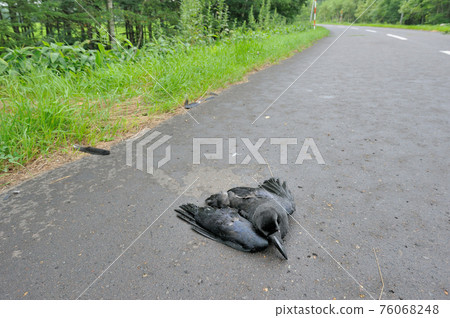 Jungle Crow Corpse (Tsurui Village, Hokkaido) Jungle Crow Corpse (Tsurui Village, Hokkaido) 76068248