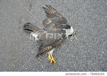 Goshawk corpse (Tsubetsu Town, Hokkaido) 76068264