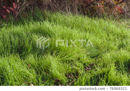 Lush densely growing green grass on the lawn, warm sun rays Lush densely growing green grass on the lawn, warm sun rays 76068321