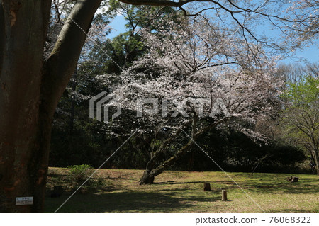 我在陽光燦爛的日子裡走在三池公園 我在陽光燦爛的日子裡走在三池公園 76068322