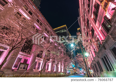 Tokyo cityscape of Japan, illuminated in pink on Edozakura-dori. The cherry blossoms in full bloom are dyed pink Tokyo cityscape of Japan, illuminated in pink on Edozakura-dori. The cherry blossoms in full bloom are dyed pink 76068787