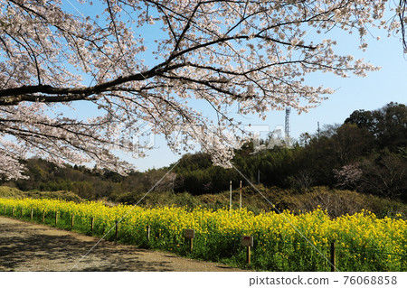 Cherry blossoms and rape blossoms at Hanajima Park 76068858