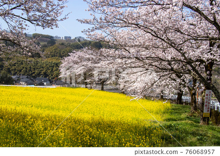 Cherry blossoms and rape blossoms Cherry blossoms and rape blossoms 76068957