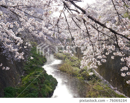 Misawa River Sakura Corridor 76069284