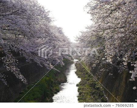 Misawa River Sakura Corridor 76069285