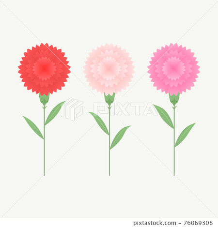 carnation carnation 76069308