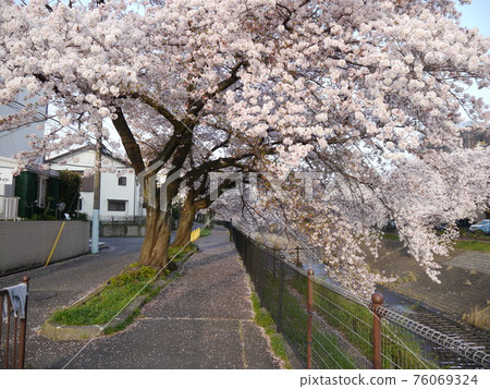 Sakura near the Kotta River Deai Bridge 76069324