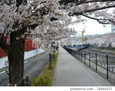 Sakura on the Kotta River between Nagayama Bridge and Nagayama Kobashi Sakura on the Kotta River between Nagayama Bridge and Nagayama Kobashi 76069325